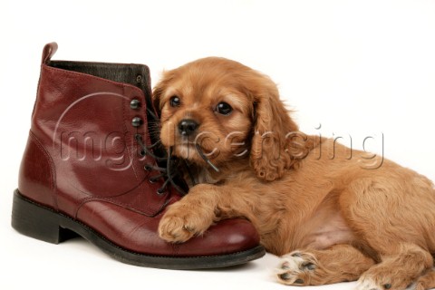 Puppy and shoe DP402