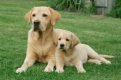 Adult and puppy Labrador (DP422)
