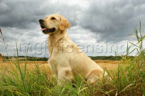 Labrador in field DP424