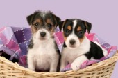 Dogs in basket (DP440)