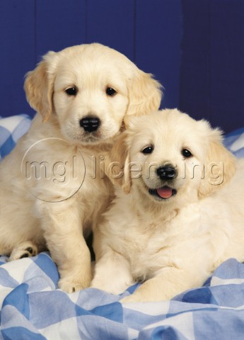 Two puppies DP446