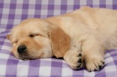 Labrador sleeping (DP453)