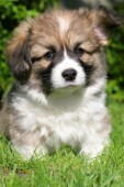 Corgi puppy (DP469)