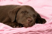 Sleeping Labrador (DP488)