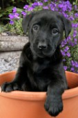 Labrador in pot (DP497)