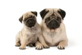 Two pugs (DP512)