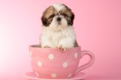 Dog in cup (DP519)
