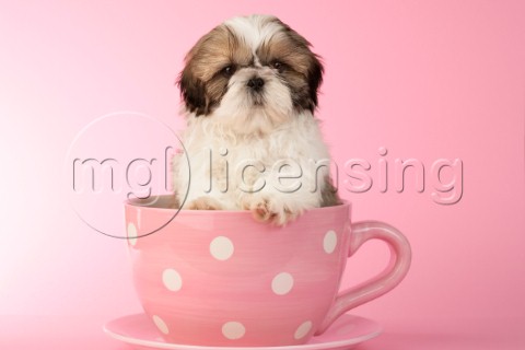 Dog in cup DP519
