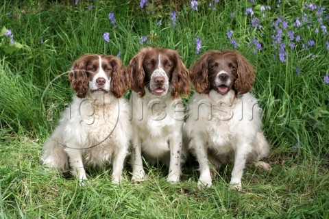 Three dogs DP536