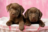 Chocolate Labradors (DP541)