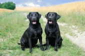 Two black labs (DP544)