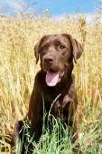 Labrador in field (DP546)