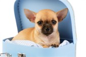 Chihuahua in box (DP554)