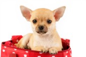 Chihuahua on bag (DP556)