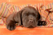 Sleeping Labrador (DP589)