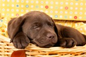 Sleeping Labrador (DP590)