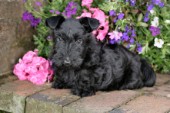 Terrier in garden (DP593)