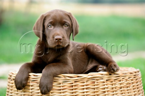 Labrador on basket DP599