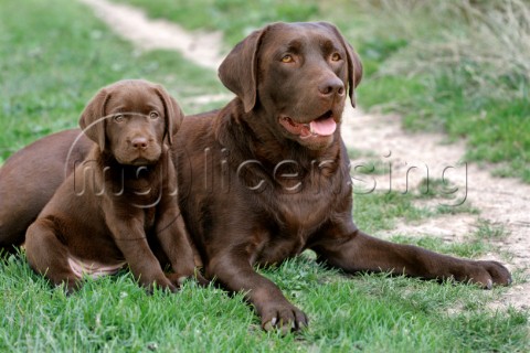 Dog and  puppy DP601