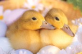 Two ducks (A201)