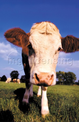 Cow face A206