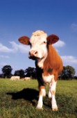 Cow profile (A207)