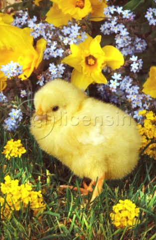 Chick and flowers A278