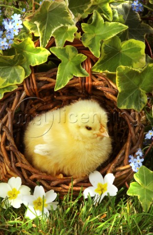 Chick in nest A300