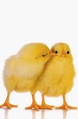 Easter chicks (EA501)