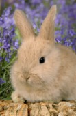 Easter bunny (EA503)