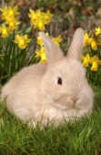 Rabbit on grass (EA507)