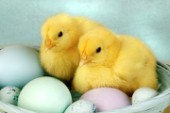 Chicks and eggs (EA512)