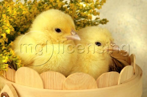 Two chicks EA513