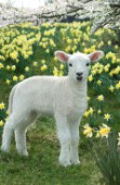 Lamb in field (EA515)