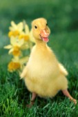 Baby duck (EA524)