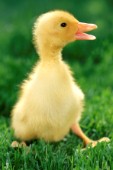 Baby Duck (EA526A)