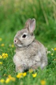 Rabbit in field (EA531)
