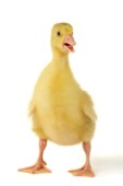 Standing duck (EA534)
