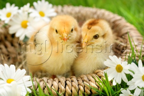 Chicks in basket EA540