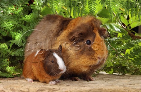 Guinea pig and baby GP102