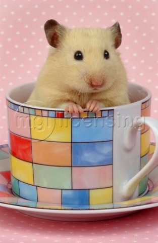Hamster in cup HA105