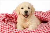 Puppy on picnic cloth (DP639)