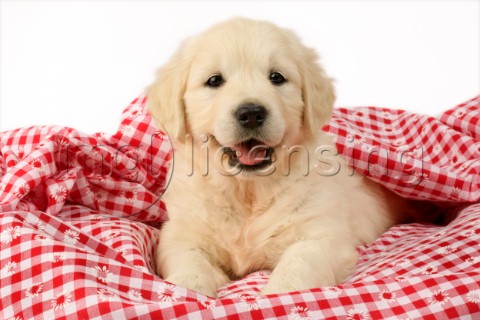 Puppy on picnic cloth DP639