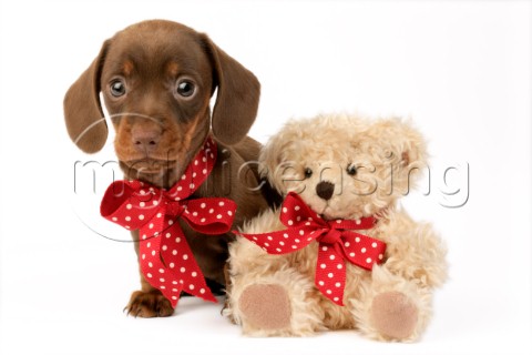 Puppy with toy bear DP623