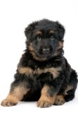 German Shepherd puppy (DP638)