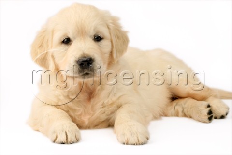 Golden Retriever puppy DP642