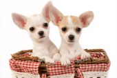 Chihuahuas in bag (DP646)