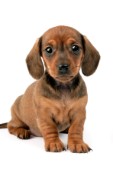Dachshund puppy (DP651)