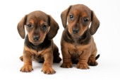 Two Dachshunds (DP652)