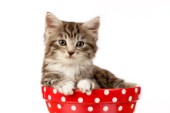 Cat in bowl (CK428)